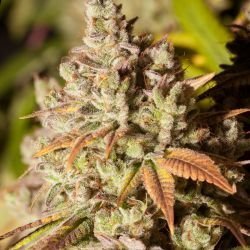 Gorilla Glue 4