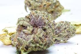 Purple Kush