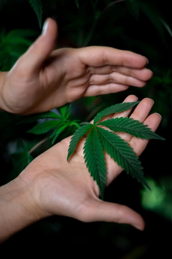 Close-up of hands displaying a vibrant green cannabis leaf.